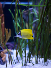 yellow fish in aquarium