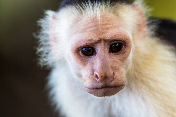 Capucine Monkey