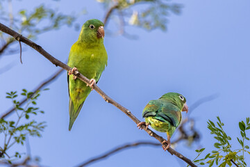 Orange Cheeked Parakeet
