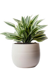 House plant in a pot isolated on white transparent background png. Generative AI 