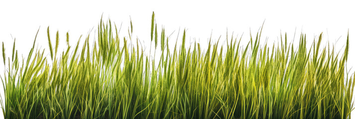 Green grass isolated on white. Generative AI