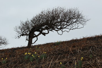 Windswept tree atop barren seaside cliff with overcast background (Bouley Bay, jersey). Example of...