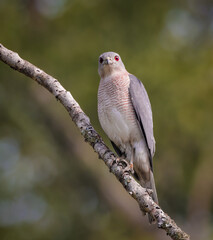 shikra is a small bird of prey in the family Accipitridae found widely distributed in Asia and Africa where it is also called the little banded goshawk. this photo was taken from Sundarbans.