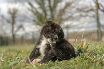 portrait akita bringé en extérieur assis dans l'herbe
