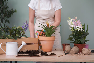Spring gardening with blooming colorful hyacinths and diffrent flowers in pots for planting on wooden table and woman is planting flower on green background.