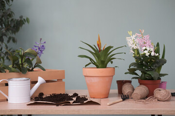 Spring gardening with blooming colorful hyacinths and diffrent flowers in pots for planting on wooden on green background. Womans hobby of growing houseplants concept.