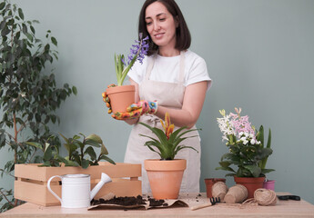 Spring gardening with blooming colorful hyacinths and diffrent flowers in pots for planting on wooden table and woman is holding flower on green background.