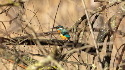 common kingfisher on a branch