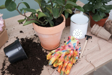 Spring gardening with blooming flowers in pots, gloves, ground on wooden table. Womans hobby of growing houseplants concept.