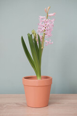 Spring gardening with blooming pink hyacinths in red pot on wooden table in green background.