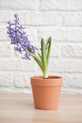 Spring gardening with blooming purple hyacinths in red pot on wooden table in white bricks background.Vertical view.
