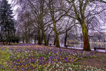 Selbstklebende Fototapeten krokus , park, wiosna, krokusy , kwiaty © Daniel Folek