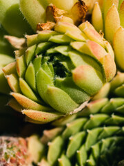 close up of a succulent