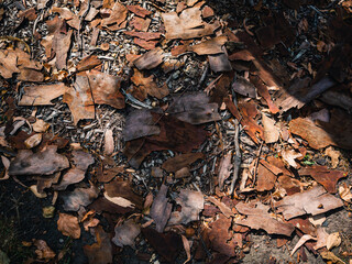 Tree bark on the ground