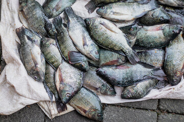 fish to sell on a local market in bali, indonesia 