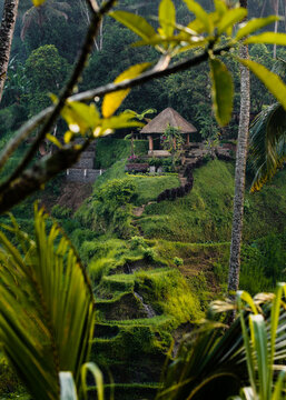 rice terracces in bali indonesia in sunrise