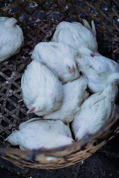 chicken to sell on a local market in bali, indonesia
