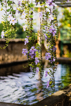 hanging blossom flowers blooming in front of water in summer