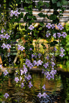 hanging blossom flowers blooming in front of water in summer