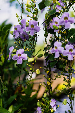 hanging blossom flowers blooming in front of water in summer