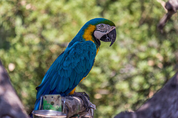 Close-up body profile portrait of a macaw sitting on a stick The Ara ararauna (blue-and-yellow or blue-and-gold macaw) lives in the forest, woodland and savannah of tropical South America.