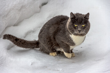 A big young gray cat with yellow eyes and a white chest sits in the snow and wags its tail. The cat...
