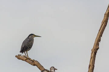 A small striped heron sits on a long dry branch against the sky. Striated, mangrove, little or green-backed heron (Butorides striata) is a small bird, living in forest and wetlands.