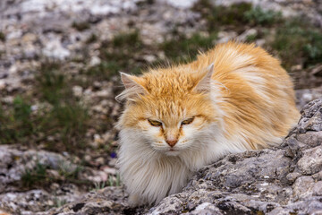 Naklejka na ściany i meble Portrait of a long-haired cat on the rocky ground. The cat is striped red with white. In the background there is grass and stones.
