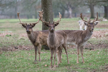 Three young stags in the park