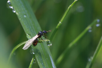 An ant, a young queen with wings (Lasius niger), sits on a blade of grass covered with dew drops.