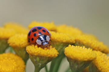 A ladybug (Harmonia axyridis) runs over a yellow tansy flower (Tanacetum vulgare) and carefully examines each flower.