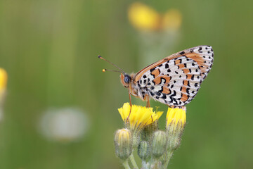A small butterfly (Melitaea) sits on a yellow flower among a blooming meadow. A butterfly of the family Nymphalidae.