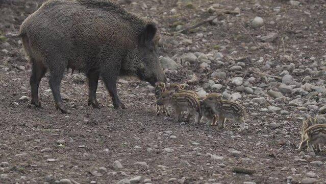 Female wild boar with her brood of children in wild. Mother and young boar babies. Sus scrofa. Bearded pigs Borneo family. Wild boar family mother and striped piglet. Wildlife. Active young boars. 