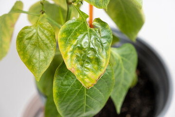 Yellowed dried leaves of pepper grown in a pot in the apartment. Growing vegetables at home, garden on the windowsill, lack of light and trace elements - obrazy, fototapety, plakaty