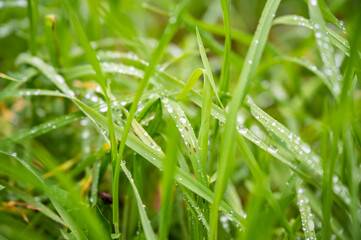 Obraz premium Fresh green meadow grass with waterdrops on it background