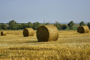 Fototapeta premium Harvested field with large round bales of straw in summer. Farmland with blue sky. Copy space. Close-up. Selective focus.