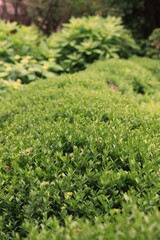 green grass background