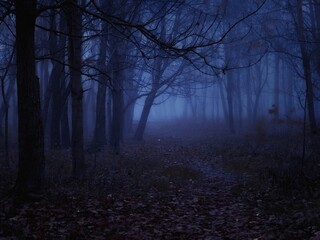 Scary forest at dusk. Fog in the dark woods. Silhouettes of leafless trees.