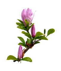 Magnolia branch isolated on white background. Pink magnolia flowers blossom buds. Spring botany close up photo tropical plant magnolia with beautiful flowers and leaves. © Cute Design