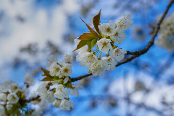 White blossoms of a fruit tree in the spring	