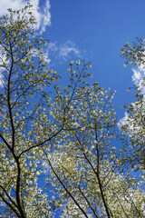 White saucer magnolia tree in the spring with blue sky background	