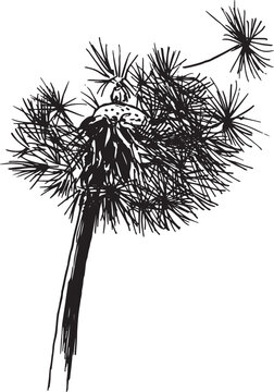 Hand drawn sketch of a dandelion. Vector illustration.