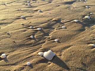 Muscheln am Strand von Oliva Nova, Spanien © Torsten