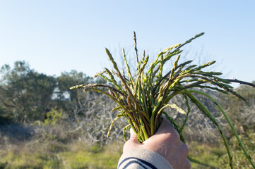 Bunch of wild asparagus in the hand, picked up in the forest during springtime in Dalmatia
