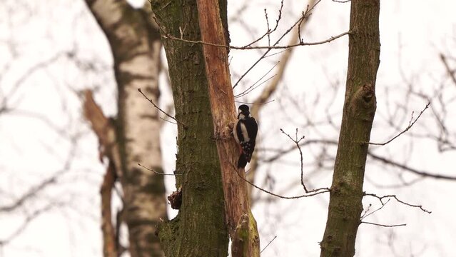 A female great spotted woodpecker (Dendrocopos major) drumming against a dead tree