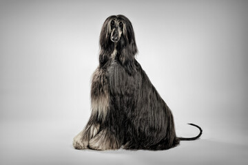 Afghan hound portrait in grey background