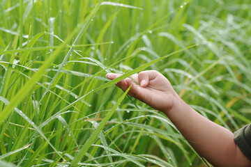 Child hand touching rice leaves with morning dewdrops on green paddy field nature background. Environment and sustainability concepts.