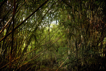 Bosque de bambú