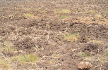 Dry grass in the land in paddy rice field. serious water shortages and Drought barren arid pattern texture background.