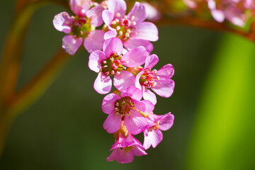Detail of pink bloom.
